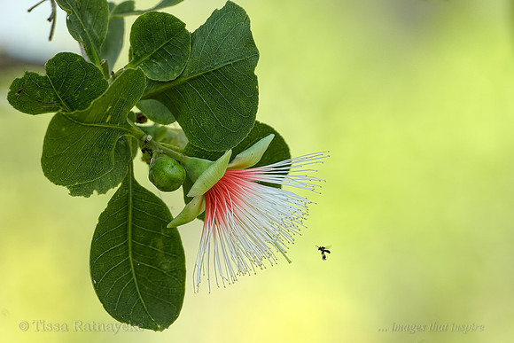 Cocky Apple Flower - Planchonia careya - Darwin - NT