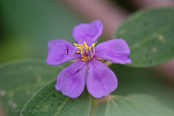 Mauve Flower of Melastoma malabathricum