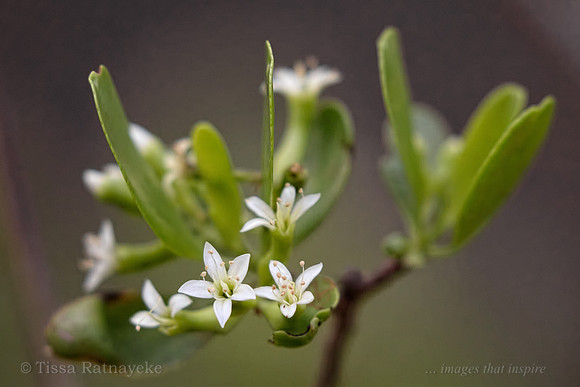 White-Flowered Black Mangrove - Lumnitzera racemosa