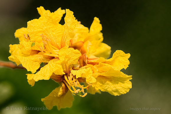 Yellow Flametree - Peltophorum pterocarpum