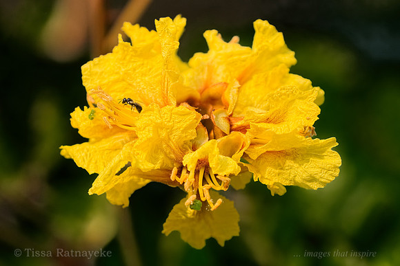 Yellow Flametree - Peltophorum pterocarpum