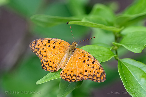 Spotted Rustic - Phalanta phalantha - Darwin - NT