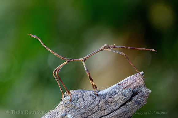 Darwin Stick Insect Nymph (Eurycnema osiris) - Darwin - NT