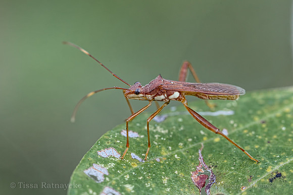 Pod-Sucking Bug - Riptortus serripes - Darwin - NT