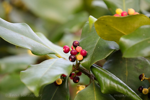 Carallia brachiata Fruit