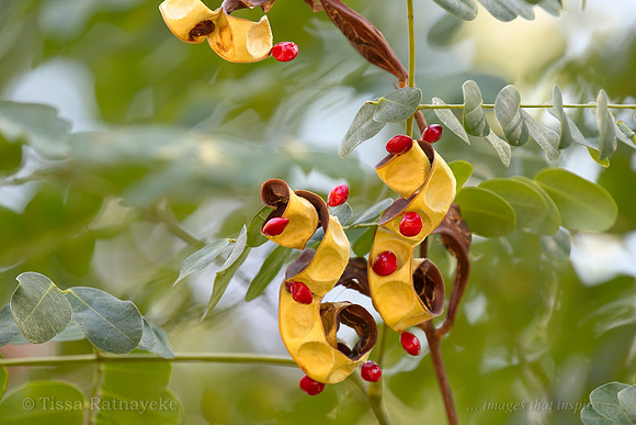 Coral Wood - Adenanthera pavonina - Seeds