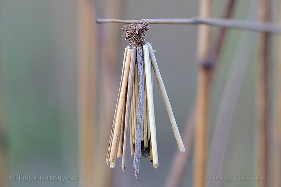 Case Moth Caterpillar - Darwin - NT