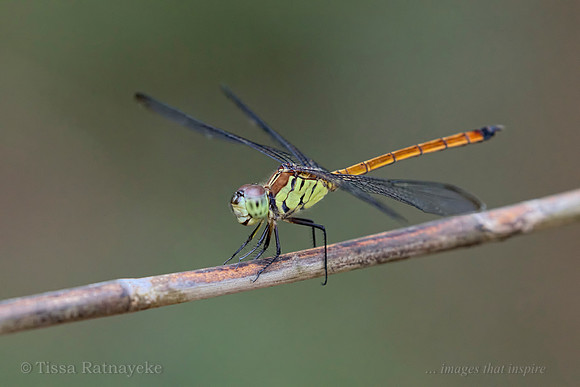 Australasian Slimwing Dragonfly (Lathrecista asiatica festa) - female - Darwin - NT