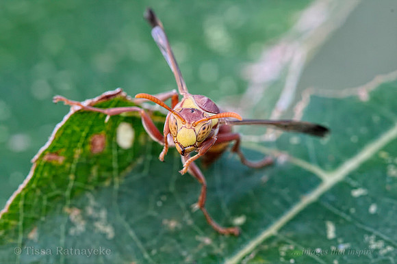 Paper Wasps - Polistes species - Darwin - NT
