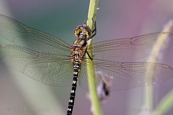 Water Prince Dragonfly - Hydrobasileus brevistylus - Darwin - NT