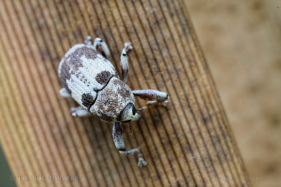 Small Weevil - Darwin - NT