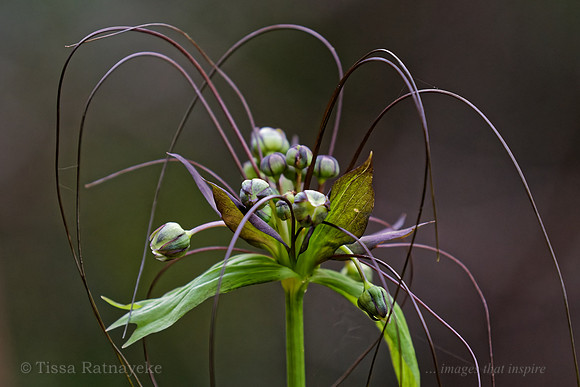 Native Bat Plant -  Tacca leontopetaloides - Darwin - NT