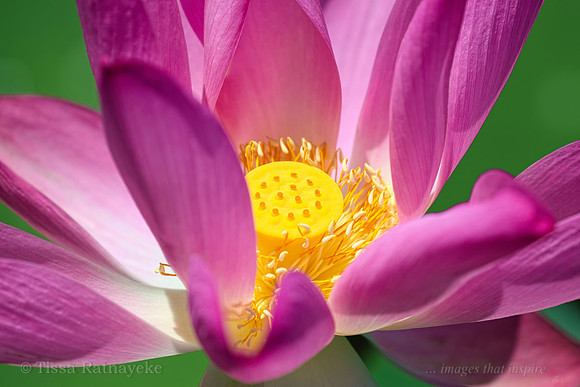 Red Lily (Nelumbo nucifera) - Darwin - NT