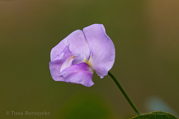 Mauve Flower - Vigna vexillata - Darwin - NT