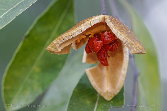 Fruit of Denhamia obscura