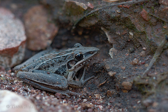 Striped Rocket Frog - Litoria nasuta - Darwin - NT