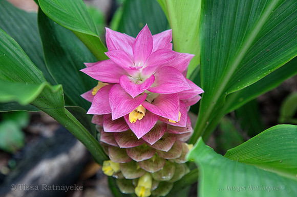 Native Ginger - Curcuma australasica - NT