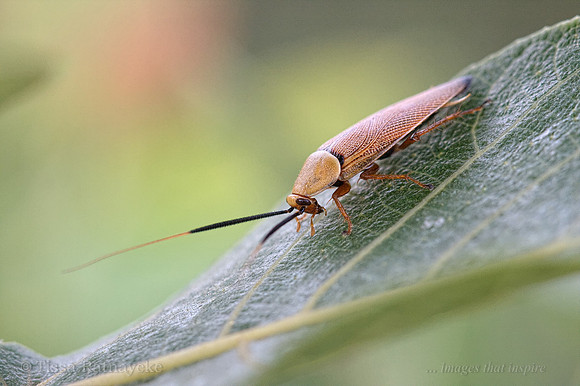 Native Cockroach - Darwin - NT