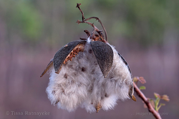 Mature Seed Pod of Kapok Bush - Cochlospermum fraseri - Darwin - NT