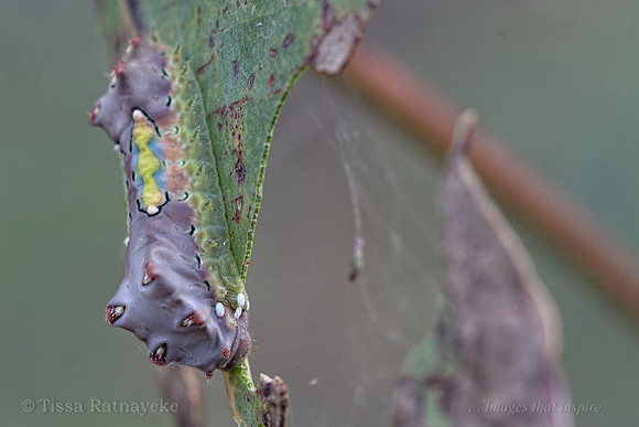 A Camouflaged Cup Moth Caterpillar - Doratifera vulnerans - note four eggs near head laid by a parasitising Tachinid sp. fly - Darwin - NT