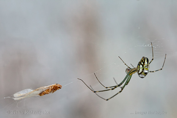 Northern Silver Orb-weaver (Leucauge granulata) and Termite - Darwin - NT