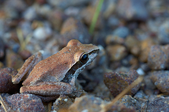 Spaldings (previously Wotjulum) Rocket Frog - Litoria spaldingi - Darwin - NT