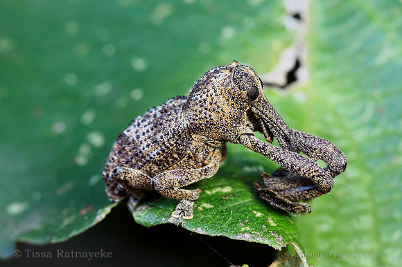 Elephant Weevil (Orthorhinus cylindrirostris) - Darwin - NT