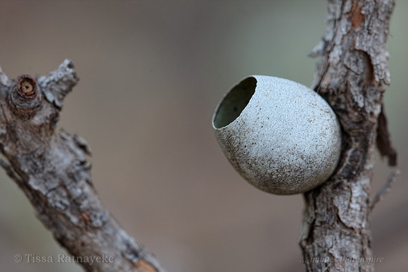 An Empty Cup Moth Cocoon - Darwin - NT