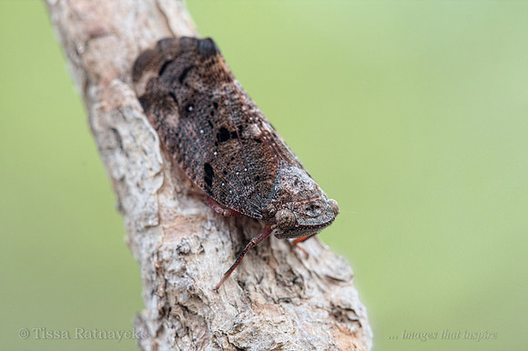 Eurybrachid - Darwin - NT