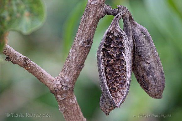 Seed Pod of Brachychiton megaphyllus