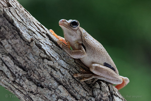 Roth's Tree Frog - Litoria Rothi - Darwin - NT