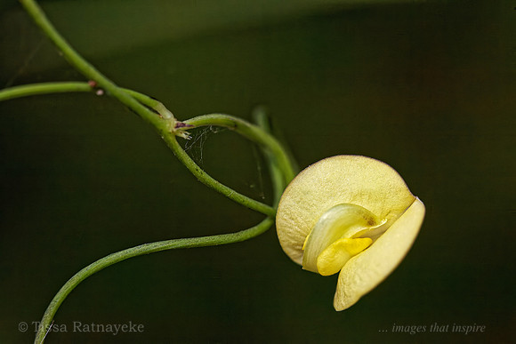 Yellow Flower (Vigna lanceolata var. filiformis)