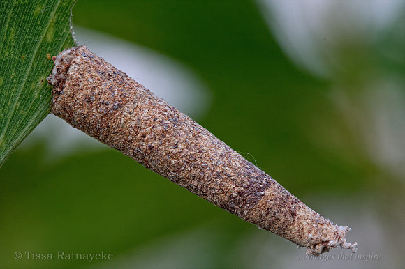 Case Moth Caterpillar - one of many unidentified species - Darwin - NT