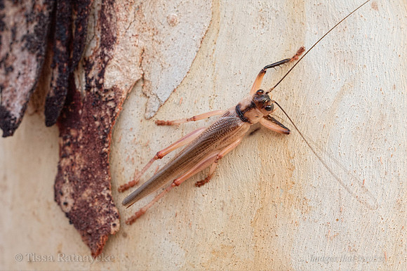 Tree Dwelling Raspy Cricket - Female - Darwin - NT
