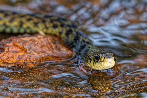Keelback (Tropidonophis mairii) - Darwin - NT