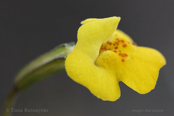 Yellow Flower of Mimulus uvedaliae - Darwin - NT