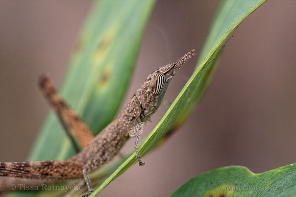 Matchstick Grasshopper nymph - Morabinae - Darwin - NT