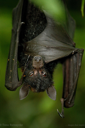 Black Flying-fox - Pteropus aecto - Darwin - NT