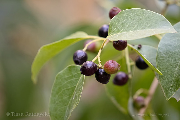 Black Fruit of Native Sandalwood (Santalum album)