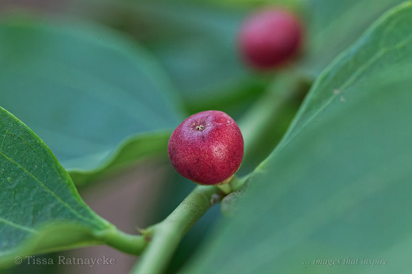 Red Fruit of Breynia cernua