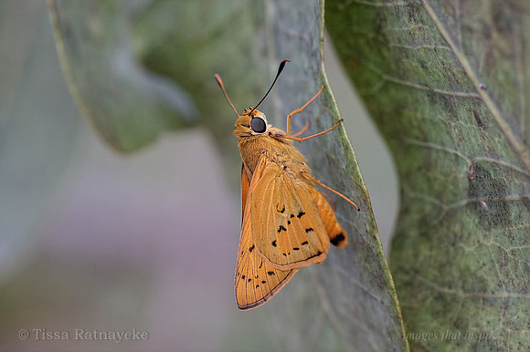 Yellow Palm Dart Butterfly - Cephrenes trichopepla - Darwin - NT