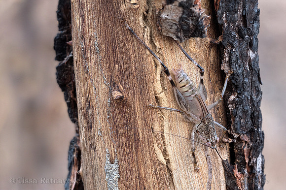 Katydid nymph- Nicsara trigonalis - Darwin - NT