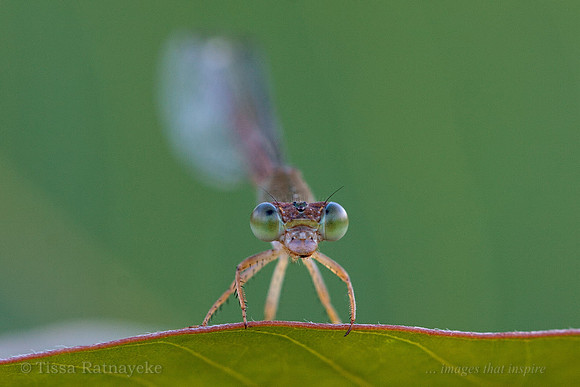 Damselfly - Darwin - NT