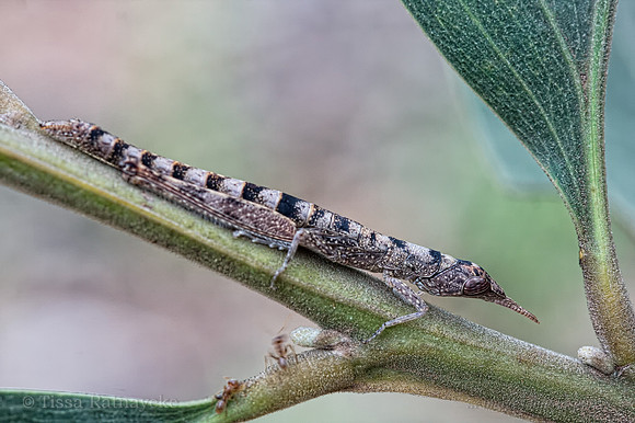 Matchstick Grasshopper - Morabinae - Darwin - NT