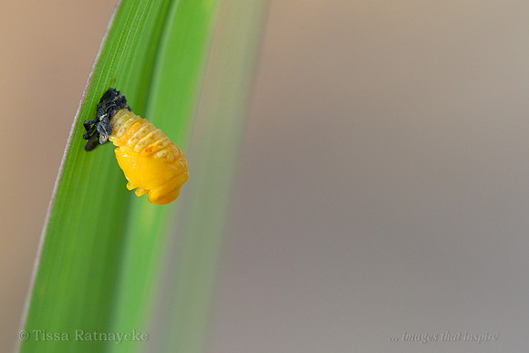 Ladybird Pupa - Darwin - NT