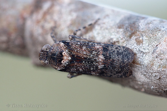 Eurybrachid - Darwin - NT