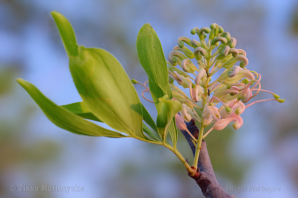 Grevillea decurrens Flower and Ants tending Aphids - Darwin - NT