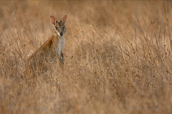 Agile Wallaby - Macropus agilis - Darwin - NT