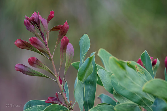 New Leaf Growth on Milky Plum (Persoonia falcata)
