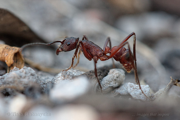 Lesser-horned Pony Ant - Rhytidoponera aurata - Darwin - NT
